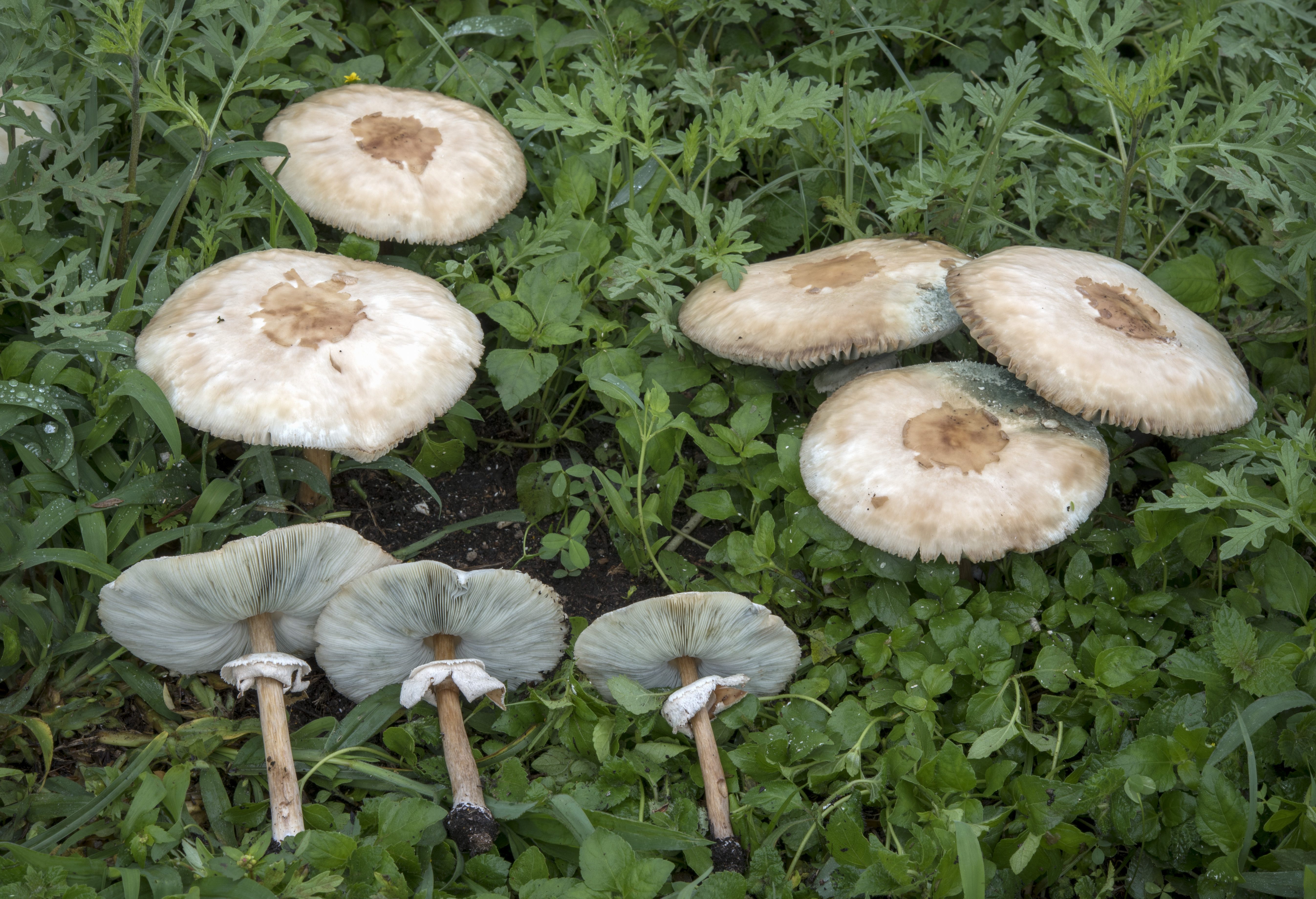 Green-spored parasol